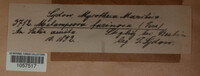Melampsora caprearum image
